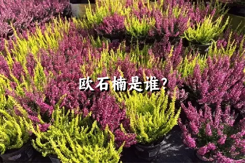 欧石楠是谁？