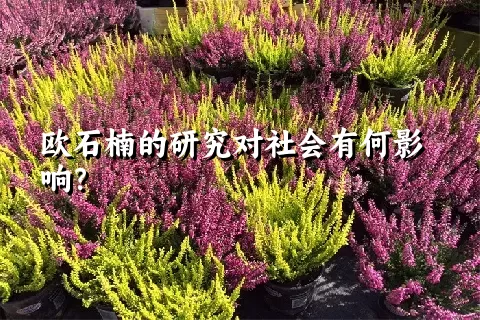 欧石楠的研究对社会有何影响？