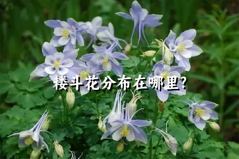 耧斗花分布在哪里?