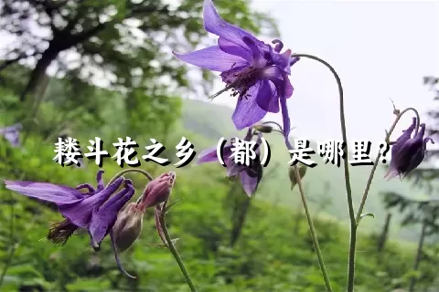 耧斗花之乡（都）是哪里？