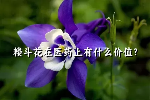 耧斗花在医药上有什么价值？