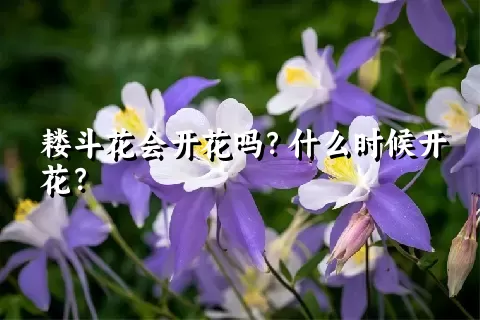 耧斗花会开花吗？什么时候开花？