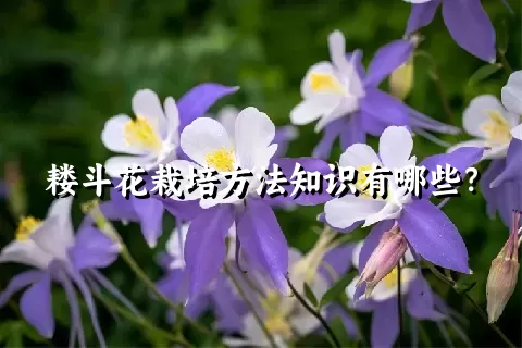 耧斗花栽培方法知识有哪些？