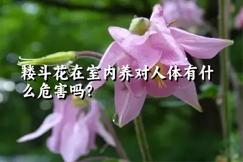 耧斗花在室内养对人体有什么危害吗？