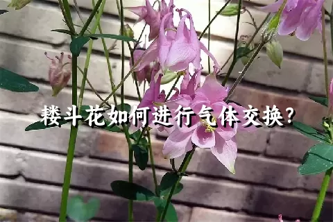 耧斗花如何进行气体交换？