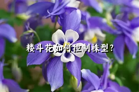 耧斗花如何控制株型？