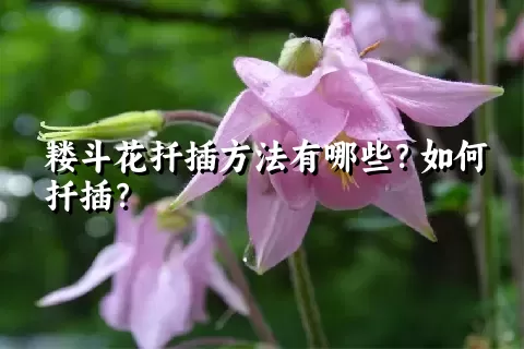 耧斗花扦插方法有哪些？如何扦插？