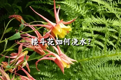 耧斗花如何浇水？