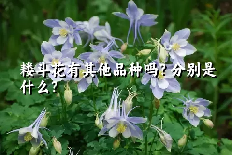 耧斗花有其他品种吗？分别是什么？