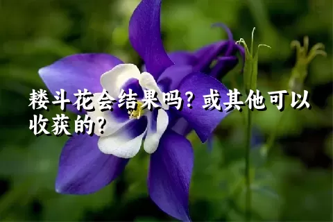 耧斗花会结果吗？或其他可以收获的？