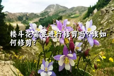 耧斗花需要进行修剪吗？该如何修剪？