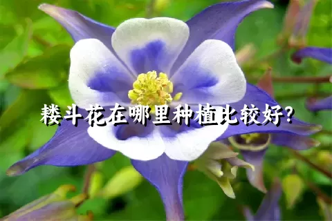 耧斗花在哪里种植比较好？