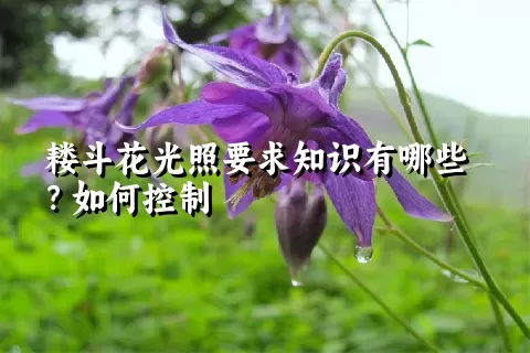 耧斗花光照要求知识有哪些？如何控制