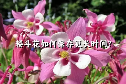 耧斗花如何保存更长时间？