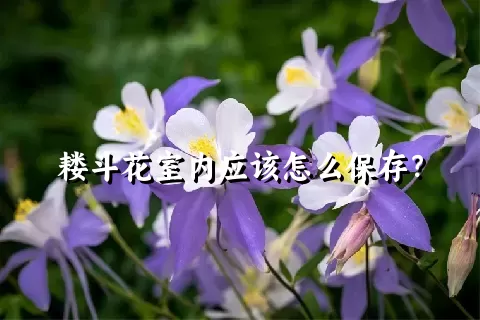 耧斗花室内应该怎么保存？