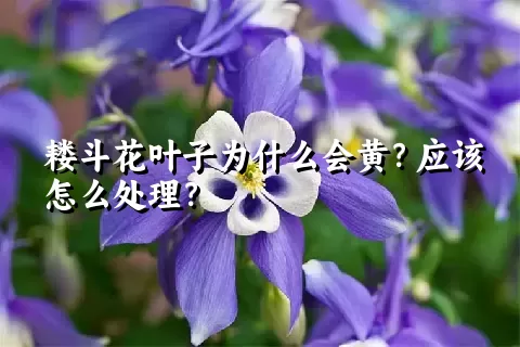 耧斗花叶子为什么会黄？应该怎么处理？