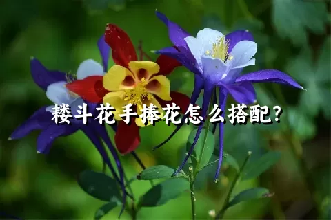 耧斗花手捧花怎么搭配？