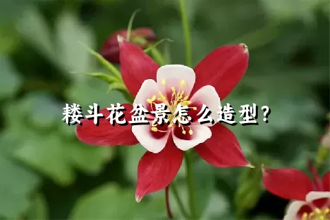 耧斗花盆景怎么造型？