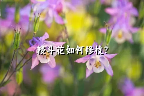 耧斗花如何修枝？