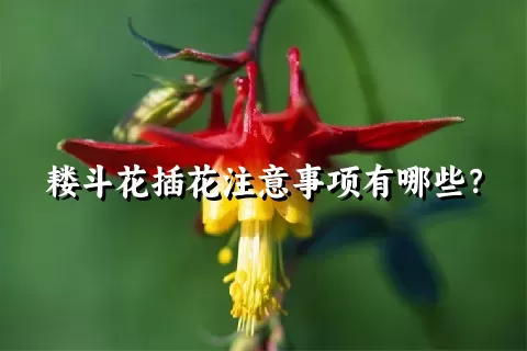 耧斗花插花注意事项有哪些？