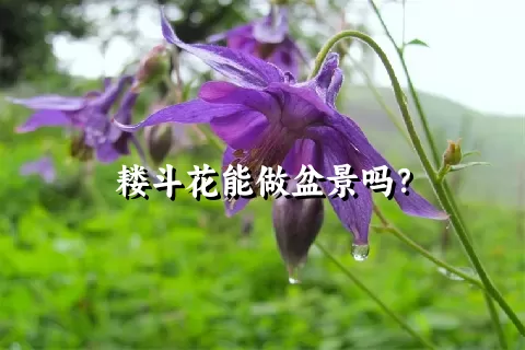 耧斗花能做盆景吗？