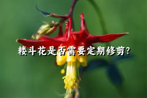 耧斗花是否需要定期修剪？