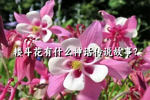 耧斗花有什么神话传说故事？