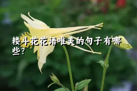 耧斗花花语唯美的句子有哪些？