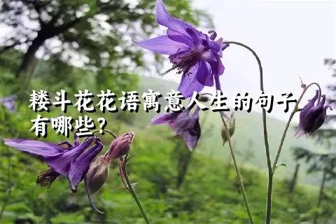 耧斗花花语寓意人生的句子有哪些？