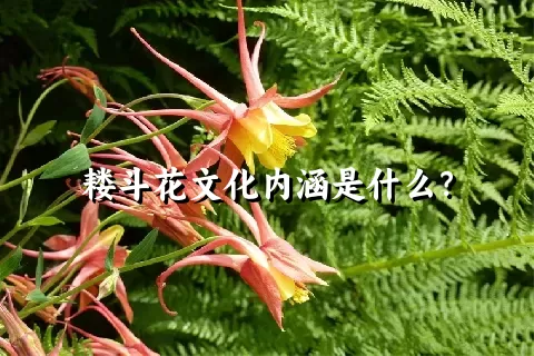 耧斗花文化内涵是什么？