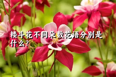 耧斗花不同朵数花语分别是什么？