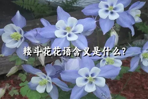 耧斗花花语含义是什么？