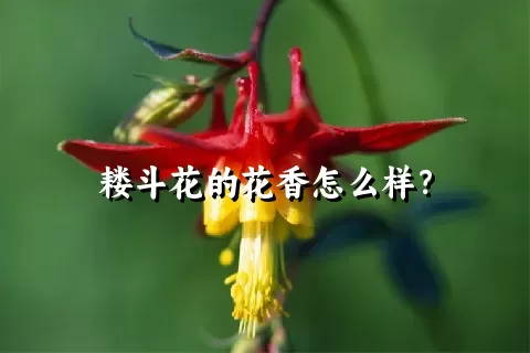 耧斗花的花香怎么样？