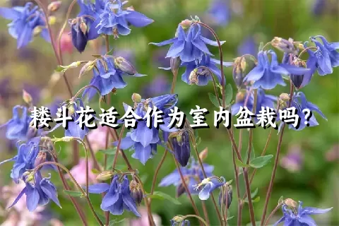 耧斗花适合作为室内盆栽吗？