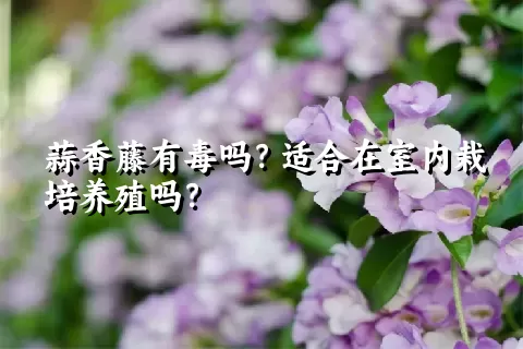 蒜香藤有毒吗？适合在室内栽培养殖吗？