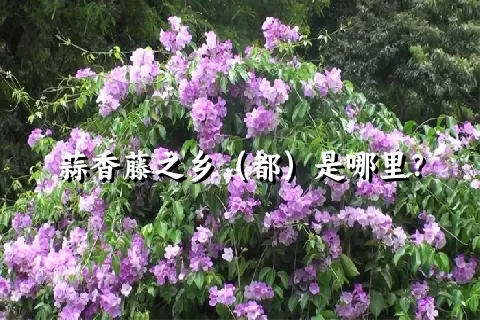 蒜香藤之乡（都）是哪里？