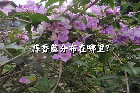 蒜香藤分布在哪里?