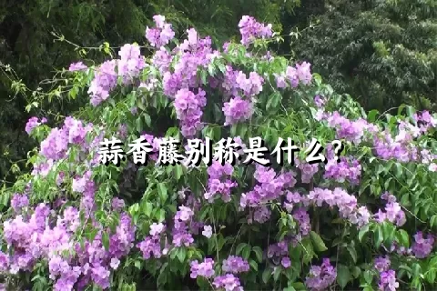 蒜香藤别称是什么？