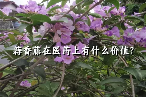 蒜香藤在医药上有什么价值？