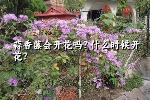 蒜香藤会开花吗？什么时候开花？