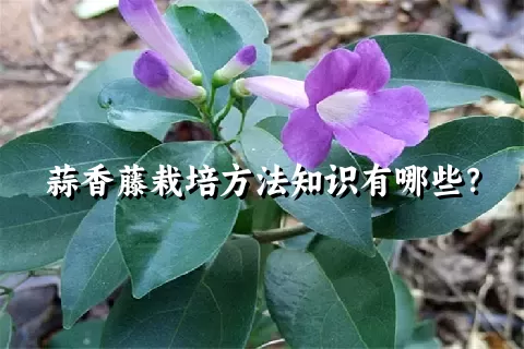 蒜香藤栽培方法知识有哪些？