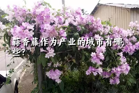 蒜香藤作为产业的城市有哪些？