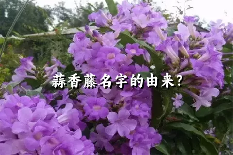 蒜香藤名字的由来？