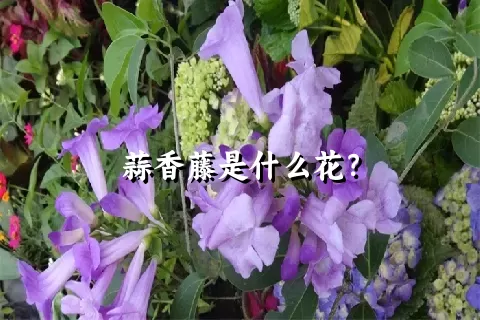 蒜香藤是什么花？