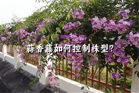 蒜香藤如何控制株型？