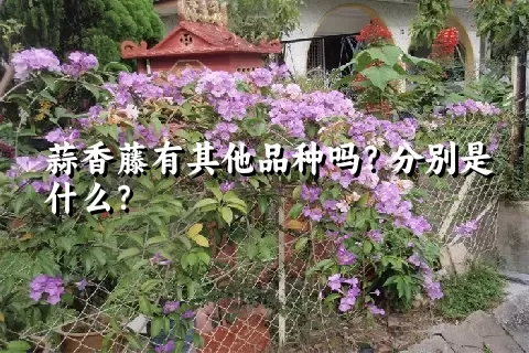 蒜香藤有其他品种吗？分别是什么？