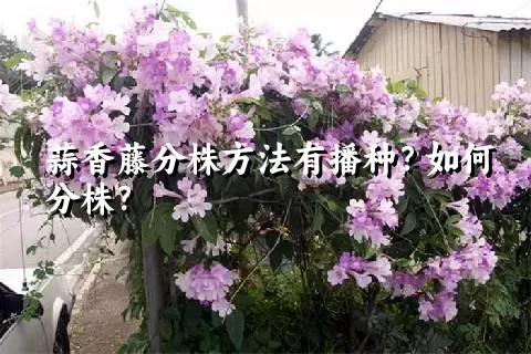 蒜香藤分株方法有播种？如何分株？