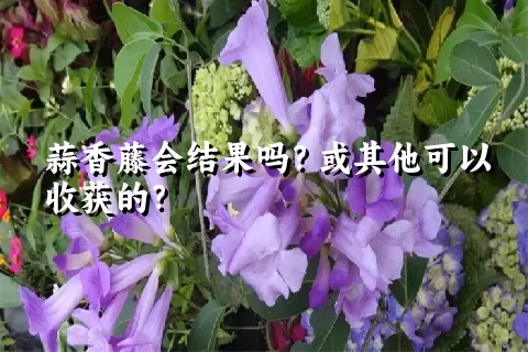 蒜香藤会结果吗？或其他可以收获的？