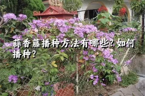 蒜香藤播种方法有哪些？如何播种？