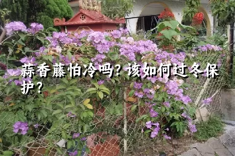 蒜香藤怕冷吗？该如何过冬保护？